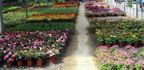 在农村种植花卉(在农村种植花卉能挣钱吗)